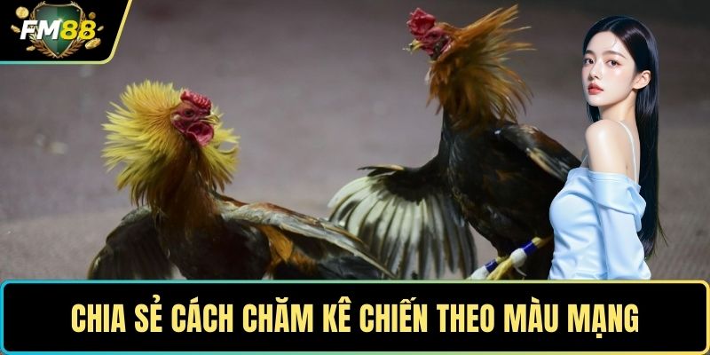 Màu Mạng Gà Đá - Bí Quyết Chọn Chiến Kê Từ Cao Thủ 3 Chia sẻ cách chăm kê chiến theo màu mạng