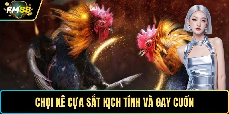 Chọi kê cựa sắt kịch tính và gay cuốn