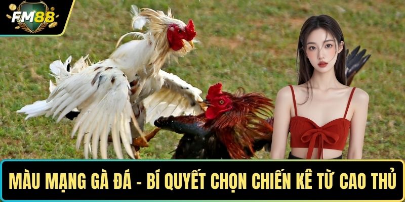 Màu Mạng Gà Đá - Bí Quyết Chọn Chiến Kê Từ Cao Thủ 1 Màu mạng gà đá